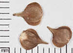 Kidneyshape sedge